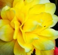 Yellow and white giant Dahlia