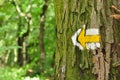 Yellow and white hiking trail signs symbols on tree Royalty Free Stock Photo