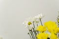 Yellow and white Jerusalem artichoke flowers isolated over white background Royalty Free Stock Photo