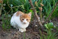 Yellow and white kitten sitting in a garden. Cute yellow and white cat with big green eyes portrait Royalty Free Stock Photo