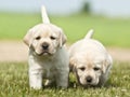 Yellow white Labrador Retriever Royalty Free Stock Photo