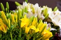 Yellow and White Lilies Royalty Free Stock Photo