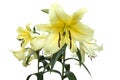 Yellow-white lilies Royalty Free Stock Photo