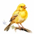 Watercolor Illustration Of A Cute Canary On A Tree Branch