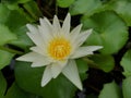 Yellow white lotus, background is lotus leaf