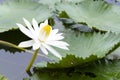 Yellow White Lotus flower Nymphaea lotus or water-lily, family Nymphaeaceae