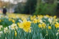 Yellow and white narcissus or Daffodils field. Royalty Free Stock Photo