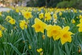 Yellow and white narcissus or Daffodils field. Royalty Free Stock Photo