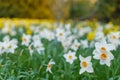 Yellow and white narcissus or Daffodils field.