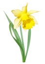 Yellow-white narcissus flower Royalty Free Stock Photo