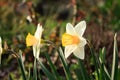 Yellow Narcissus Flower on Sunset Royalty Free Stock Photo