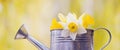 Yellow and white narcissus flowers in a small watering can in spring Royalty Free Stock Photo