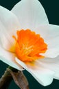 Yellow white and orange daffodils on black background