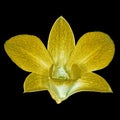 Yellow white orchid flower isolated black background. Flower bud close-up. Royalty Free Stock Photo