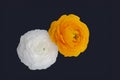 Yellow white pair of isolated touching buttercup blossoms on dark blue background