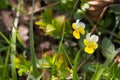 Yellow-and-white pansies on the spring meadow Royalty Free Stock Photo