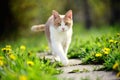 Cat walking on paving stones in garden