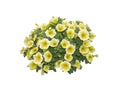 Yellow white petunia flowers Royalty Free Stock Photo