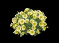 Yellow white petunia flowers Royalty Free Stock Photo