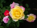 Yellow White Pink Rose Flower Blooming among Other Roses Royalty Free Stock Photo