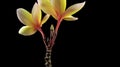Yellow and white Plumeria or Frangipani flowers