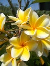 Yellow white plumeria frangipani flowers Royalty Free Stock Photo
