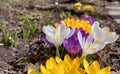 Yellow, white and purple crocuses are blooming in the garden. early spring flowers. sunny weather. copy space, place for text Royalty Free Stock Photo