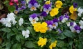 Yellow, white and purple garden flowers on green leaves background