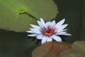 White, Purple, and Yellow Water Lily Floating on Water Royalty Free Stock Photo