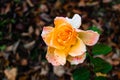 Yellow-white with red dots hybrid rose