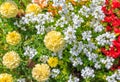 Yellow, White, and Red Flowers