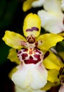 Yellow, white and red Oncostele wildcat orchid Royalty Free Stock Photo