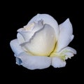 Yellow white rose macro with rain drops, black background, fine art close-up of a bloom with detailed Royalty Free Stock Photo