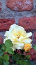 Yellow-white rose flower. In the background a red brick wall Royalty Free Stock Photo