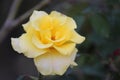 Yellow white rose`s petals closeup with blur nature. Beautiful floral background. Royalty Free Stock Photo