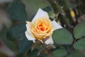 Yellow white rose`s petals closeup with blur nature. Beautiful floral background. Royalty Free Stock Photo