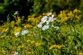 Yellow and White Texas WIldflowers.