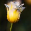 Yellow and White Tulip Standout Royalty Free Stock Photo