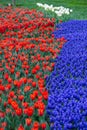 Yellow and white tulips and blue hyacinths