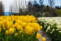 Yellow and white tulips in field harvest time Royalty Free Stock Photo