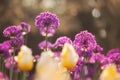 Yellow and White Tulips in the foreground, Allium in the background Royalty Free Stock Photo