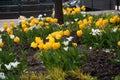 Yellow and white tulips in a green garden