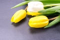 Yellow And White Tulips On Slate Background