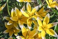 Yellow-white tulips Tulipa tarda Royalty Free Stock Photo