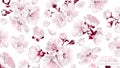 Wallpaper with spring cherry flowers. Royalty Free Stock Photo