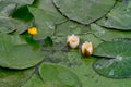 Yellow and white water lily among Royalty Free Stock Photo