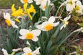 Yellow and white wild Daffodil or Narcissus Pseudonarcissus in a park in Werdenberg in Switzerland Royalty Free Stock Photo