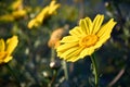 Yellow and white wild flowers on a spring afternoon Royalty Free Stock Photo