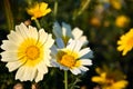 yellow and white wild flowers on a spring afternoon Royalty Free Stock Photo