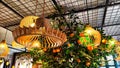 Yellow wicker chandeliers on the ceiling and orange tree with tangerines. Interior, room design, cute, warm background